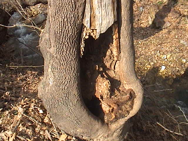 Name:  DSC00307.JPG
Views: 1867
Size:  60.9 KB