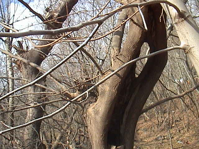 Name:  DSC00304.JPG
Views: 1923
Size:  64.0 KB