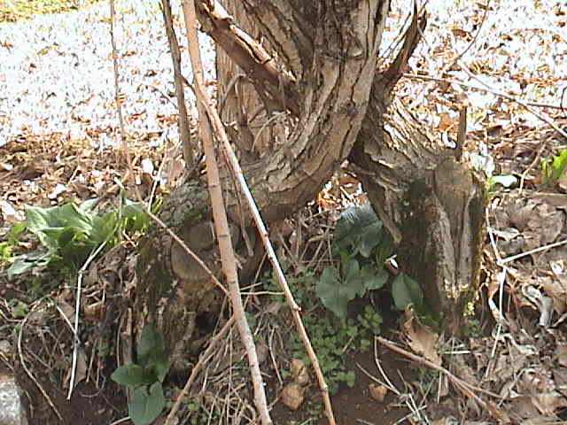 Name:  DSC00292.JPG
Views: 2181
Size:  59.8 KB