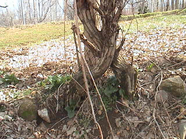 Name:  DSC00293.JPG
Views: 2239
Size:  60.6 KB