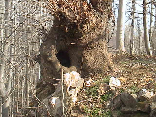 Name:  DSC00294.JPG
Views: 1922
Size:  59.9 KB