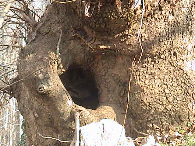 Name:  DSC00295.JPG
Views: 2155
Size:  60.4 KB