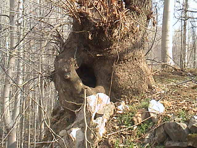 Name:  DSC00296.JPG
Views: 1986
Size:  60.0 KB