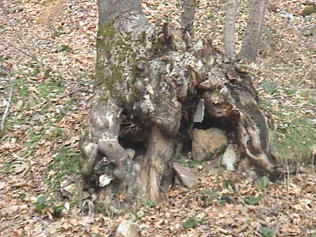 Name:  DSC00328.JPG
Views: 2512
Size:  60.0 KB