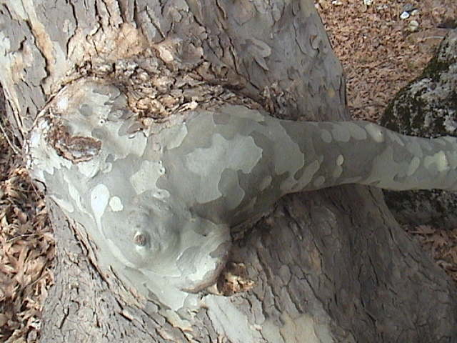 Name:  DSC00340.JPG
Views: 2359
Size:  61.3 KB