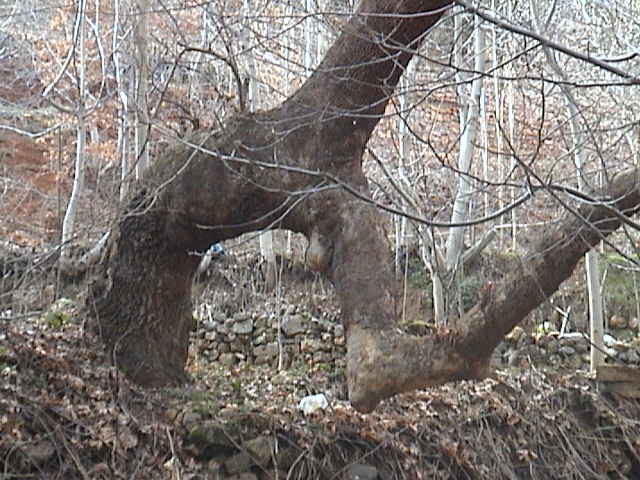 Name:  DSC00321.JPG
Views: 2620
Size:  59.9 KB