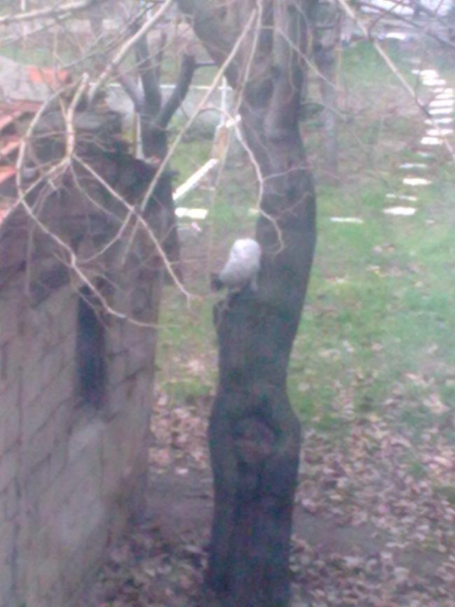 Name:  12012011.jpg
Views: 1236
Size:  55.0 KB