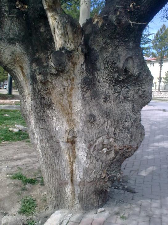 Name:  15032011.jpg
Views: 1437
Size:  74.6 KB