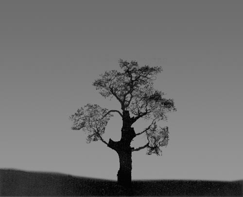 Name:  budama3.jpg
Views: 5592
Size:  15.4 KB