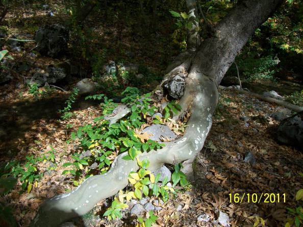Name:  Resim 864.jpg
Views: 575
Size:  71.1 KB