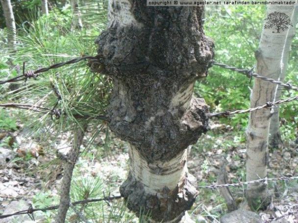 Name:  wm_normal_12735-ya_am_engellenemez[1].jpg
Views: 560
Size:  69.2 KB