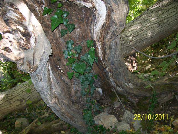 Name:  Resim 075.jpg
Views: 381
Size:  70.8 KB