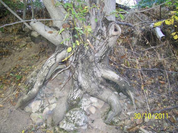 Name:  Resim 163.jpg
Views: 723
Size:  70.9 KB