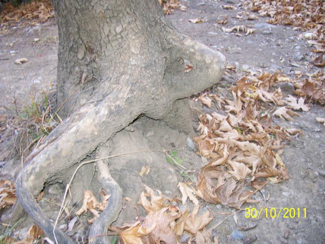 Name:  Resim 181.jpg
Views: 726
Size:  69.7 KB