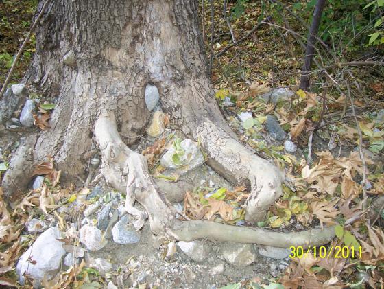Name:  Resim 188.jpg
Views: 735
Size:  71.4 KB