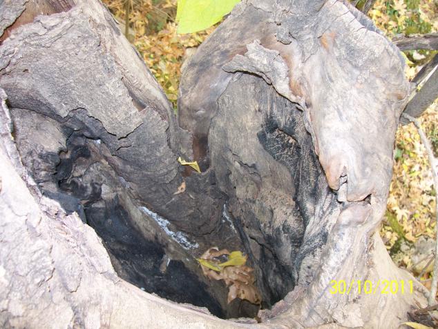 Name:  Resim 211.jpg
Views: 684
Size:  70.3 KB