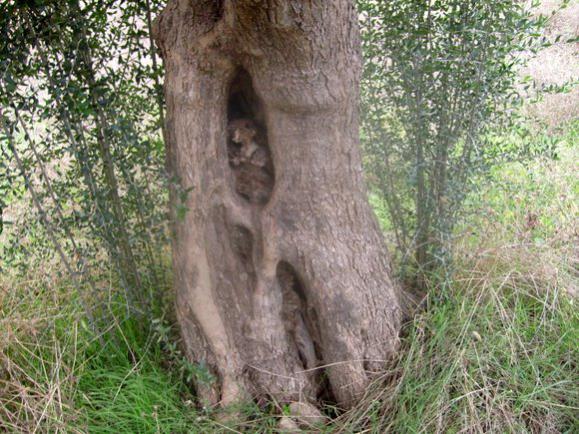 Name:  Zeytin aac gvde yapsnda ayrntlar.jpg
Views: 1609
Size:  69.3 KB