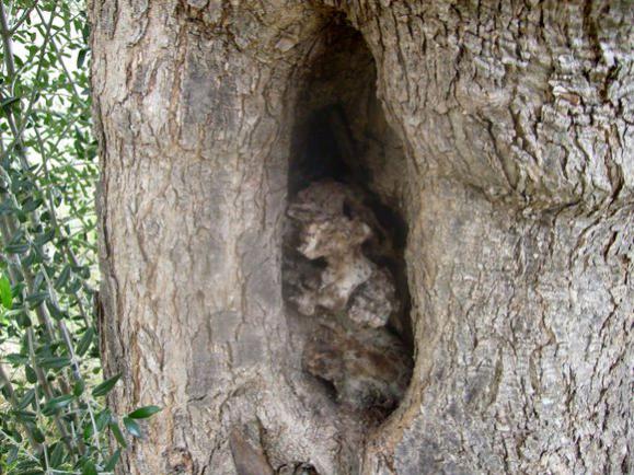 Name:  Zeytin aac gvde yapsnda ayrntlar (1).jpg
Views: 1257
Size:  64.0 KB