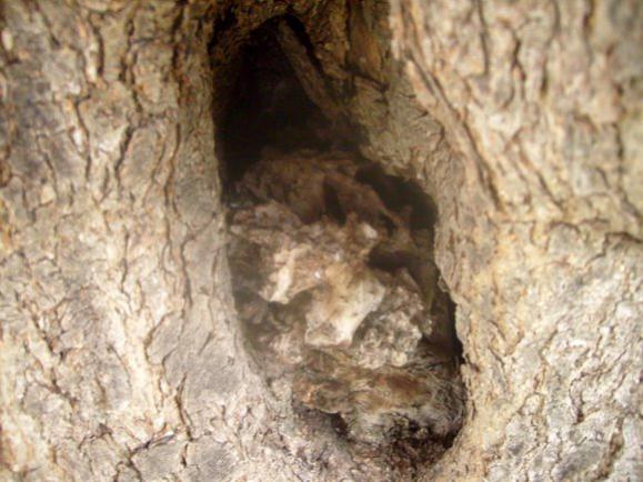 Name:  Zeytin aac gvde yapsnda ayrntlar (2).jpg
Views: 763
Size:  46.0 KB