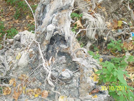Name:  Resim 243.jpg
Views: 531
Size:  71.7 KB