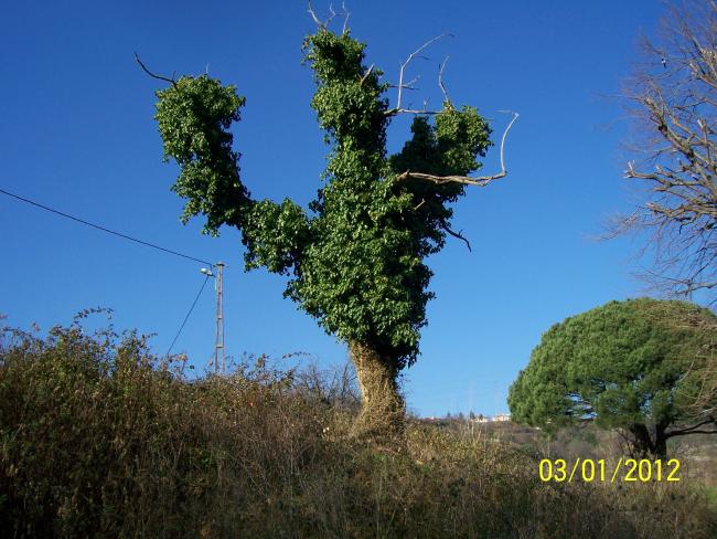 Name:  Resim 007.jpg
Views: 601
Size:  61.5 KB