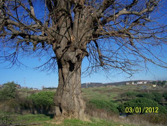 Name:  Resim 010.jpg
Views: 622
Size:  69.7 KB