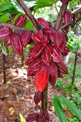 Name:  unripecriollo_jpg.jpg
Views: 9471
Size:  40.2 KB