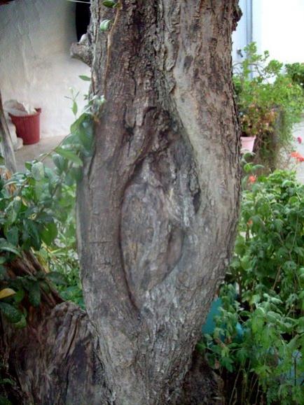 Name:  Zeytin aac gvdesi.jpg
Views: 1226
Size:  51.8 KB