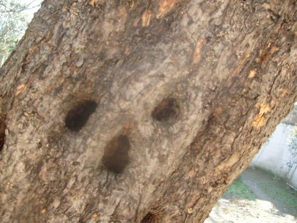 Name:  zeytin ac gvde yaps.jpg
Views: 683
Size:  50.5 KB