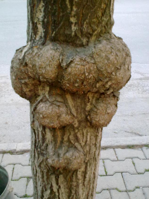 Name:  18032012_008.jpg
Views: 648
Size:  70.6 KB