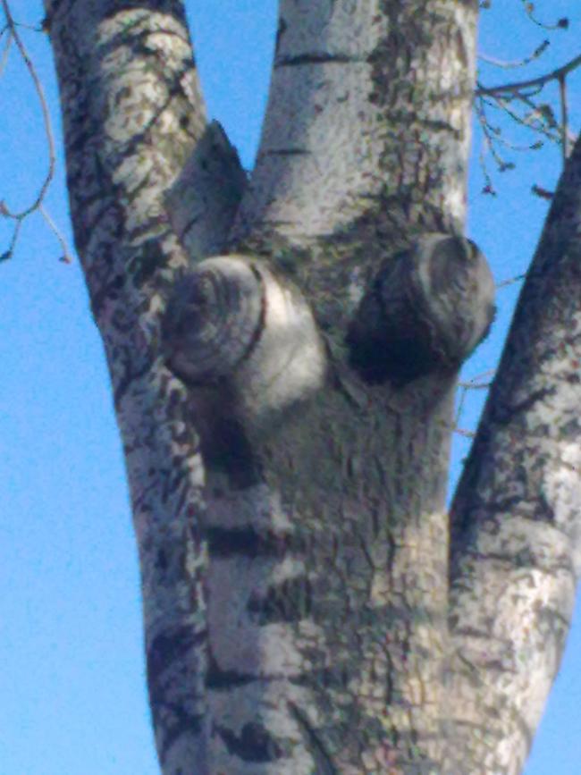 Name:  17032012.jpg
Views: 1237
Size:  63.0 KB