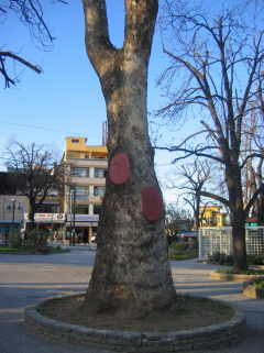 Name:  CinarKolsuz1.jpg
Views: 4716
Size:  67.9 KB