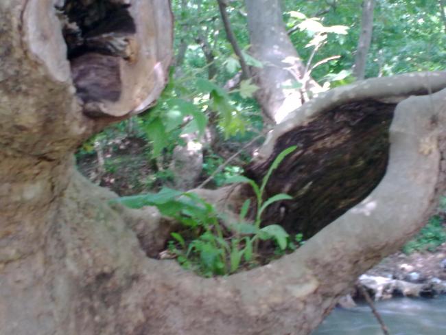 Name:  29052012_004.jpg
Views: 561
Size:  44.9 KB
