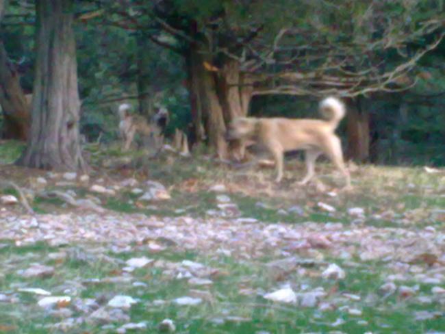 Name:  24112012_044.jpg
Views: 515
Size:  43.3 KB