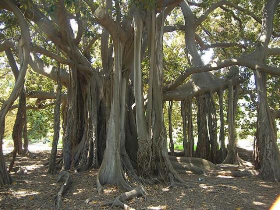 Name:  banyan_ficus_macrophylla.jpg
Views: 1200
Size:  71.3 KB