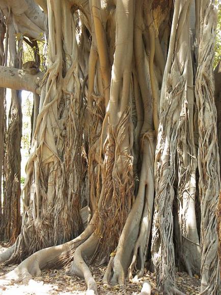 Name:  banyan_ficus_macrophylla_moraceae_trunk.jpg
Views: 982
Size:  67.7 KB