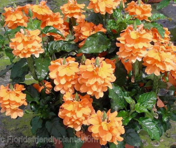 Name:  CrossandraOrangeMarmalade.jpg
Views: 795
Size:  70.5 KB