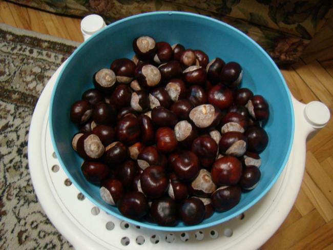 Name:  KESTANE.jpg
Views: 893
Size:  46.2 KB