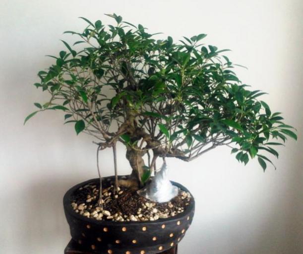 Name:  ficus banyan.jpg
Views: 2074
Size:  43.1 KB