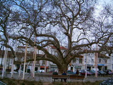 Name:  2360-portalegre-agac.jpg
Views: 12796
Size:  69.7 KB