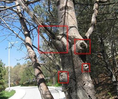 Name:  IMG_0796_1.JPG
Views: 23082
Size:  56.5 KB