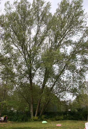 Name:  hom-6.jpg
Views: 2001
Size:  63.3 KB
