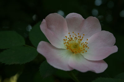 Name:  cicek.jpg
Views: 707
Size:  12.3 KB