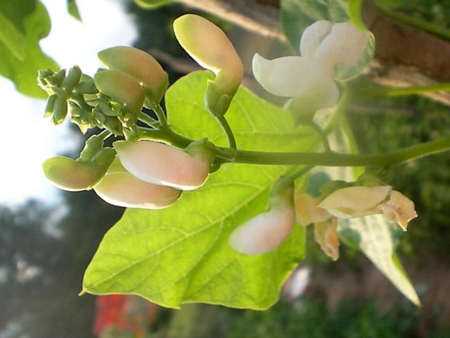 Name:  BombayFasulyeCicekleri.jpg
Views: 807
Size:  36.1 KB