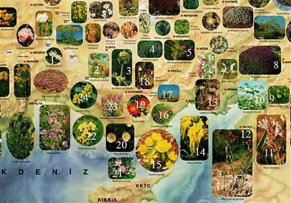 Name:  Akdeniz B. copy.jpg
Views: 16486
Size:  67.5 KB