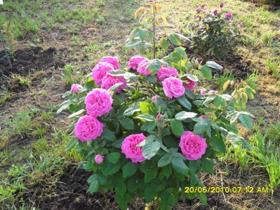 Name:  Resim 708.jpg
Views: 26864
Size:  72.3 KB