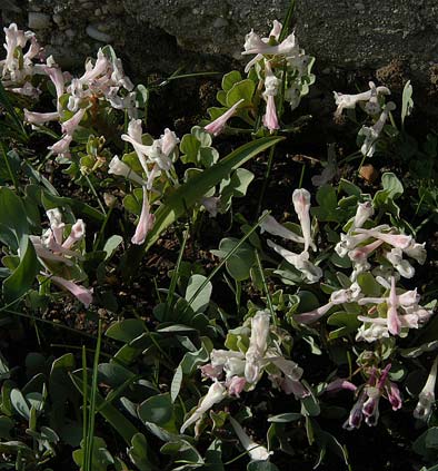 Name:  Corydalis rutifolia.jpg
Views: 787
Size:  44.2 KB