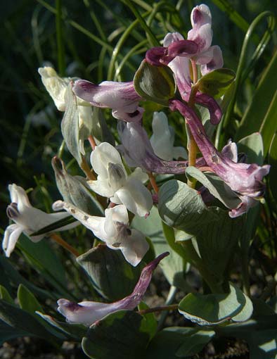 Name:  Corydalis rutifolia1.jpg
Views: 728
Size:  32.5 KB