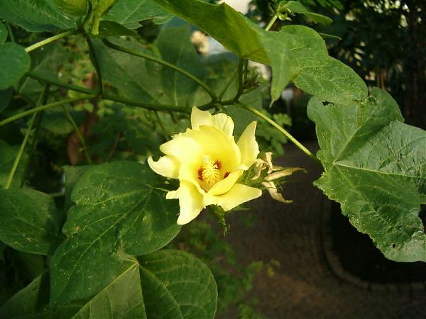 Name:  Gossypium_hirsutum.jpg
Views: 1188
Size:  43.9 KB