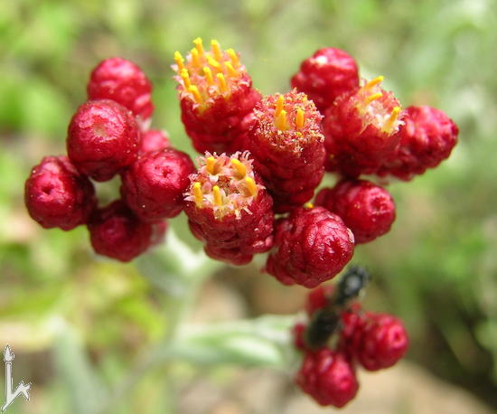 Name:  Helichrysum sanguineum2.jpg
Views: 1789
Size:  48.1 KB